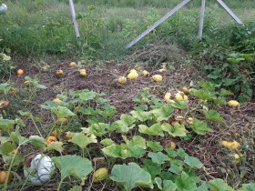 Siciliano sárgadinnye - Egzotikus sárgadinnyék az Egzotikus Növények Stúdiójától